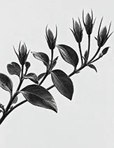 復活草